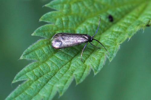 Adela reaumurella